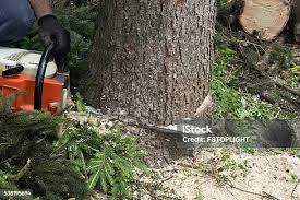Best Tree and Shrub Care  in Kempner, TX