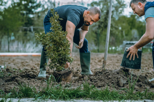 Best Lawn Maintenance Plans  in Kempner, TX