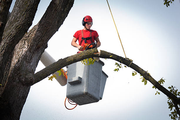 Best Palm Tree Trimming  in Kempner, TX
