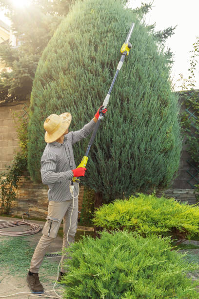 Best Lawn Renovation and Restoration  in Kempner, TX