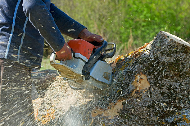 Seasonal Cleanup (Spring/Fall) in Kempner, TX